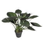 Alocasia goneii - feuille de flèche - oreille d'éléphant - plante solitaire - pot de 32cm - environ 100cm+ de haut