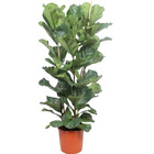 Ficus lyrata - figuier violon - pot de 34cm - plante solitaire - 3 troncs - environ 170cm de haut