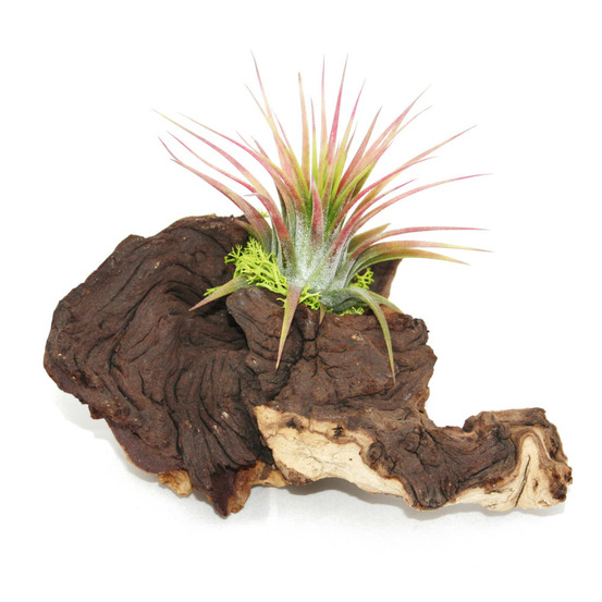 Tillandsias sur racine de mopani - s - 1 plante