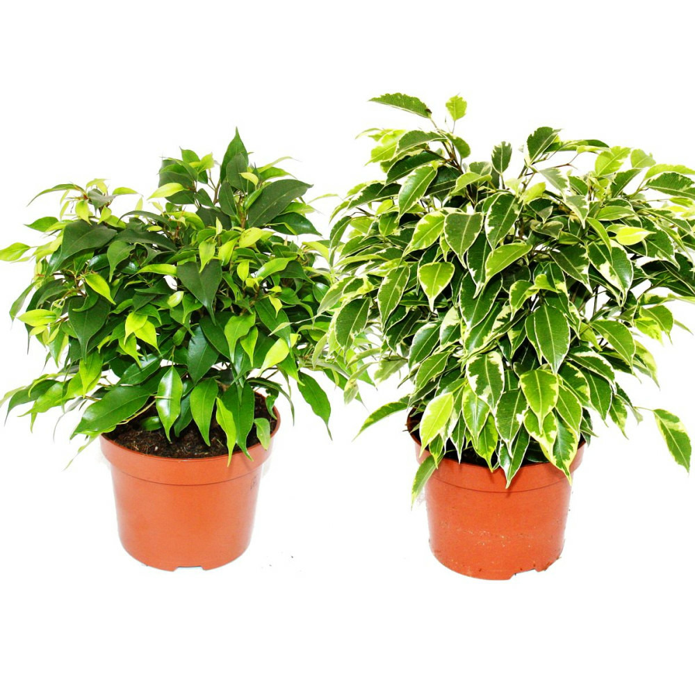 Kinky-duo - set de 2 figues pleureuses touffues différentes - ficus benjamini 