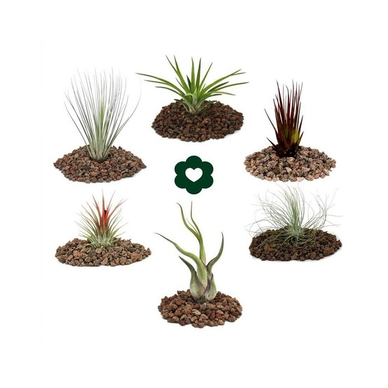 6 tillandsias différentes dans un ensemble