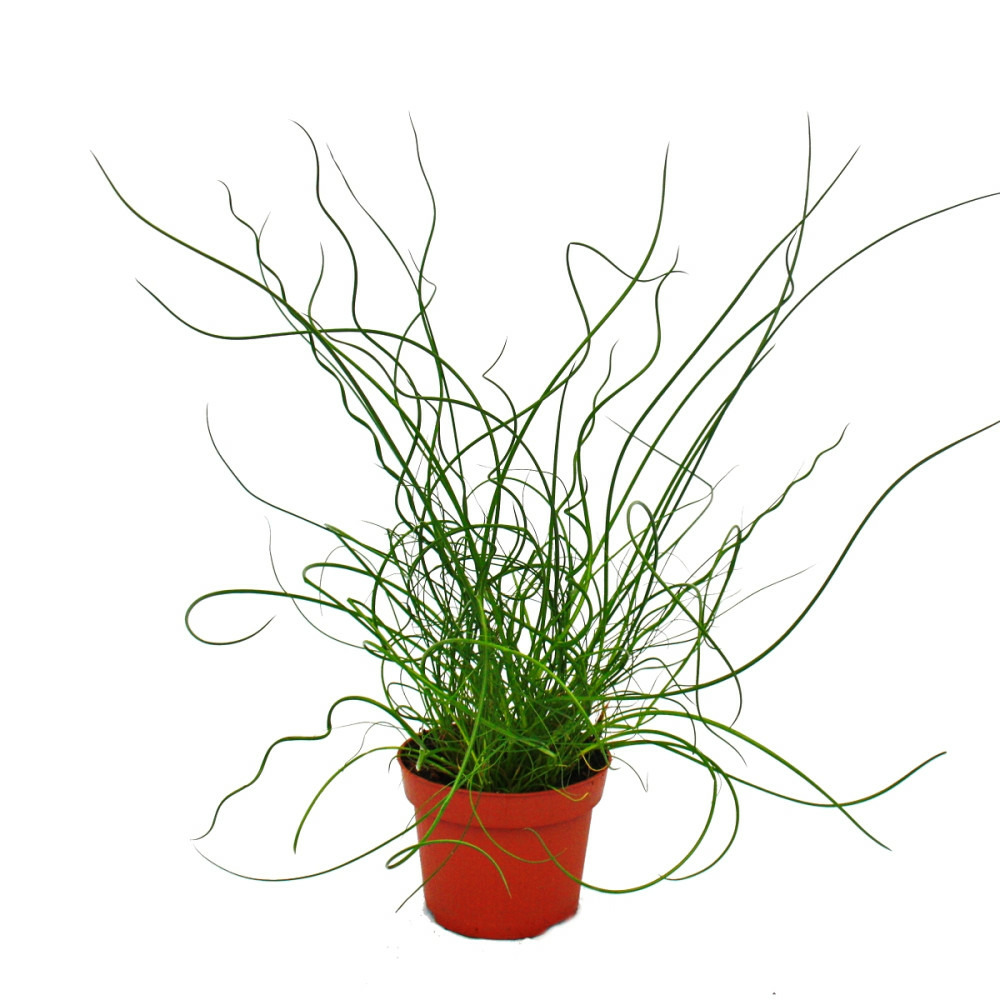 Love curl, juncus effususus spiralis, tire-bouchon rinçage 12cm