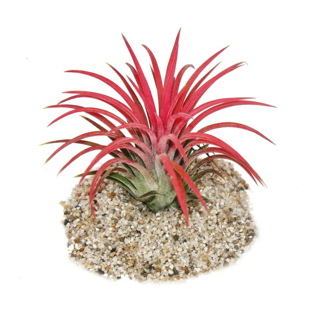 Tillandsia ionantha 