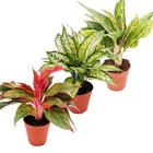 Fil de piston à feuilles colorées - jeu de 3 fils différents plantes de luxe - aglaonema 12cm