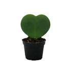 Hoya kerii - plante de coeur, plante de coeur ou petite chérie - en pot de 6cm