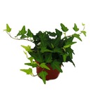 Lierre - hedera - pot de 9cm - plante d'intérieur