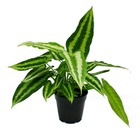 Plante à langue en forme de larme - schismatoglottis wallichii - langue verte - pot de 14 cm
