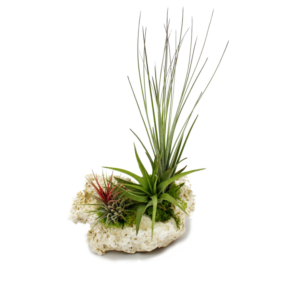 Tillandsias sur le rocher de zanzibar - xl - 3 plantes
