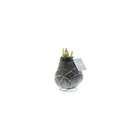 Exotenherz - oignon amaryllis ciré - van gogh - étoile de chevalier - aucun soin nécessaire, motif noir