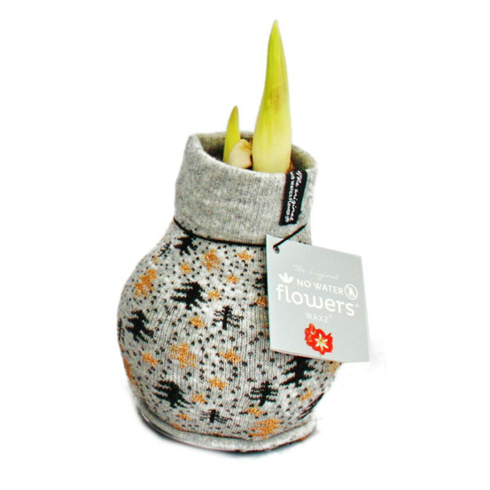 Exotenherz - oignon amaryllis en chaussette norvégienne - étoile de chevalier - l'idée cadeau originale grise