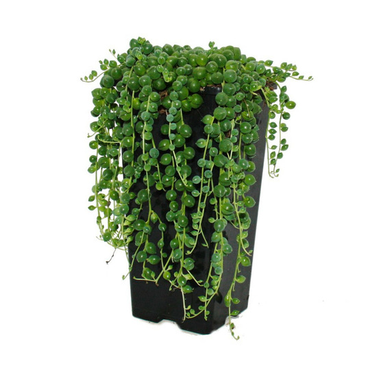 Pois vert - senecio rowleyanus pot de 14cm