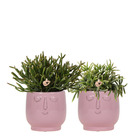 Verts colibri | ensemble de 2 plantes rhipsalis dans un pot happy face rose - céramique | taille du pot 9cm