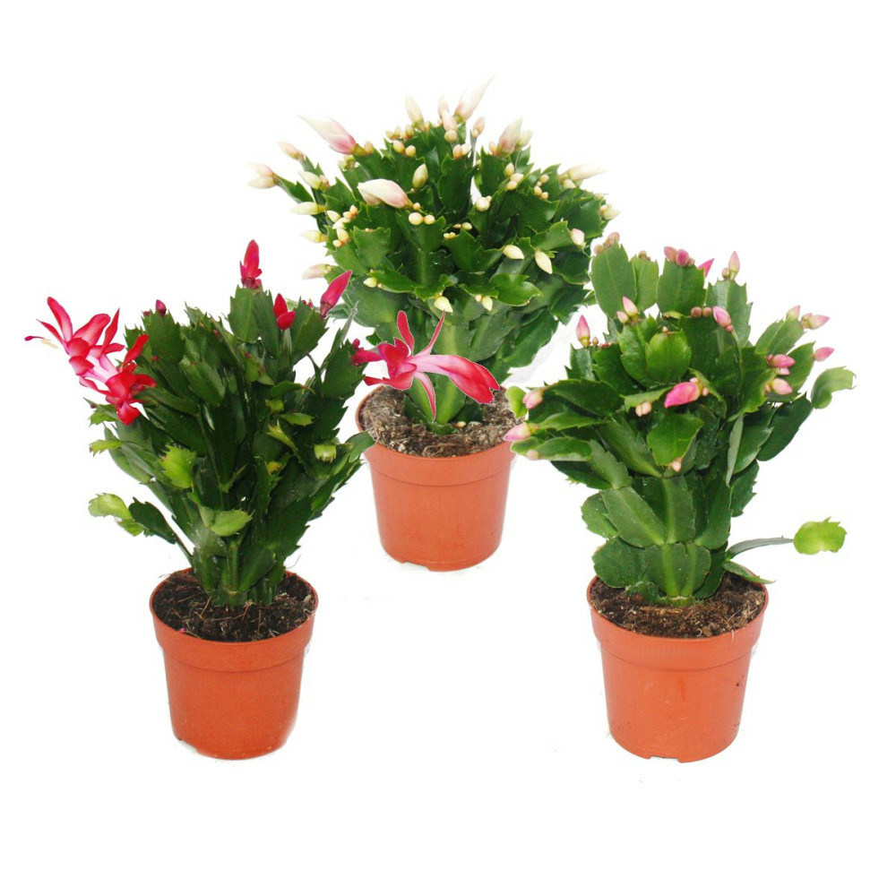 Cactus de noël - schlumbergera - set de 3 plantes