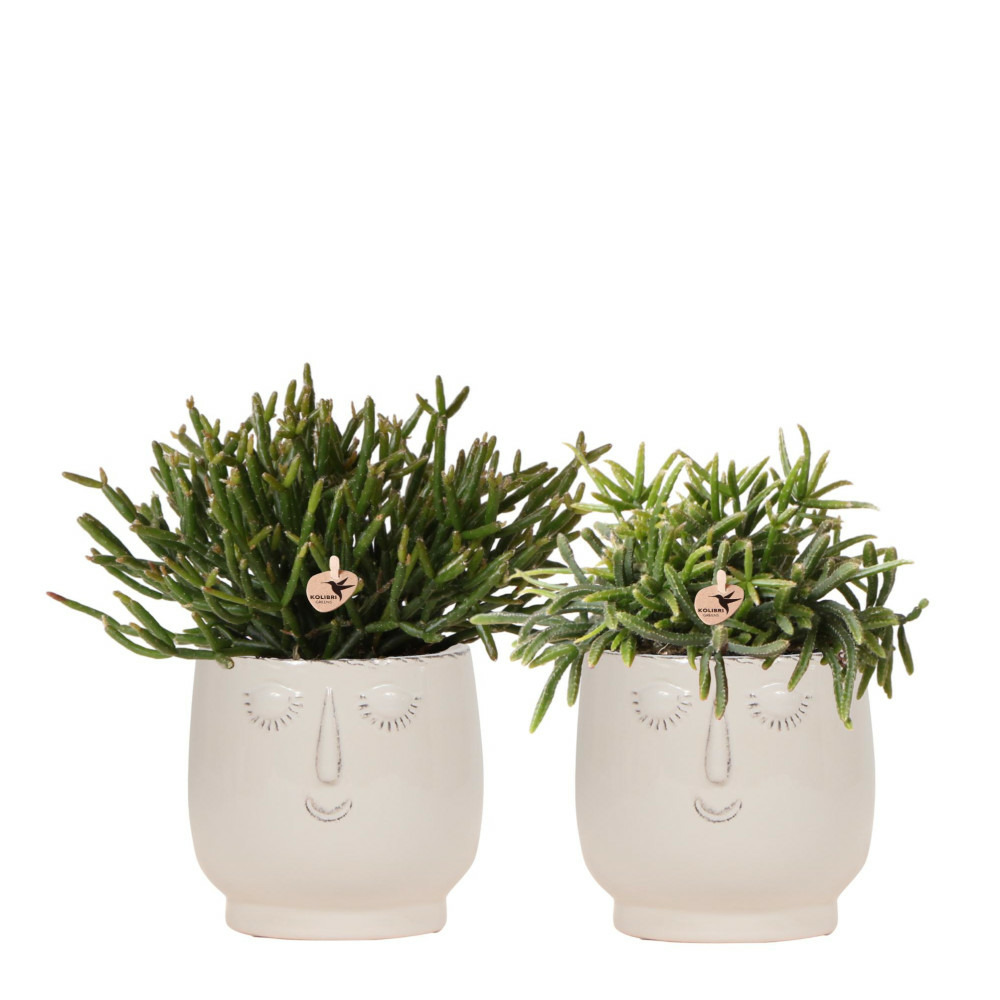 Verts colibri | ensemble de 2 plantes rhipsalis en pots décoratifs blancs happy face - céramique | taille du pot 9cm
