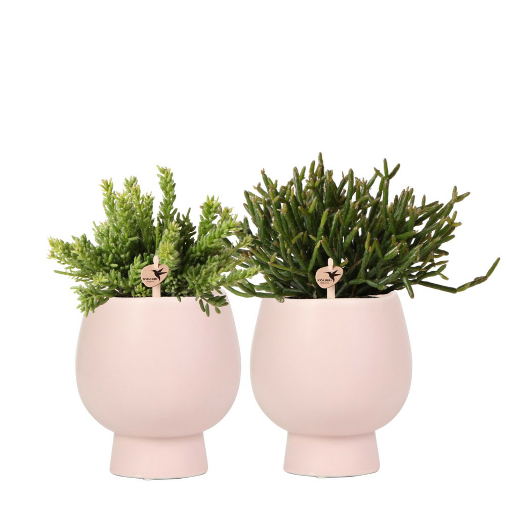 Verts colibri | ensemble de plantes - mélange de rhipsalis - dans des pots décoratifs scandic nude - taille du pot 9cm