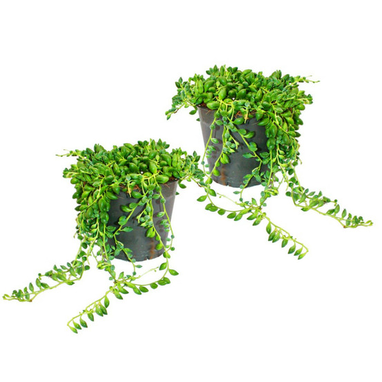 Lot de 2 pois senecio herreanus sur ruban pot de 9cm