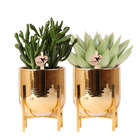 Verts colibri | ensemble de 2 plantes grasses en pots décoratifs nordiques dorés - pot en céramique taille 9cm