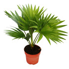 Palmier d'intérieur - livistona rotundifola - plante d'intérieur