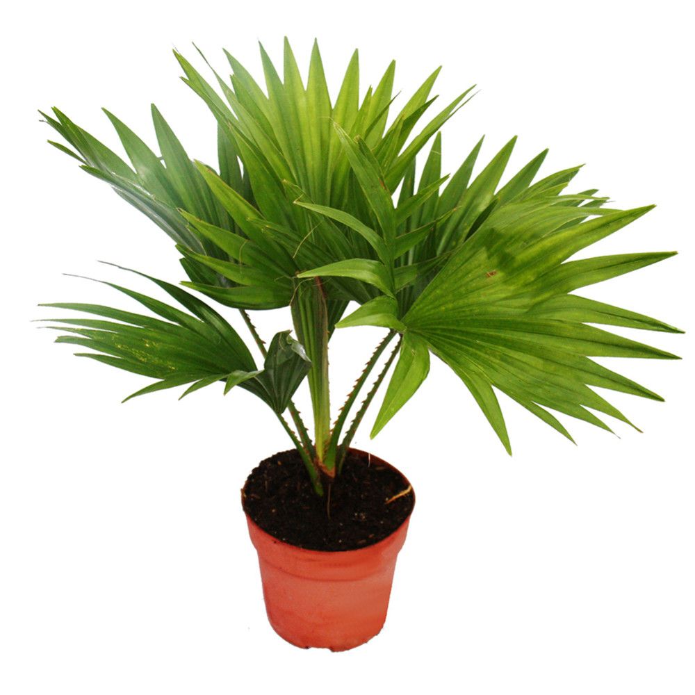 Palmier Livistona Rotundifolia - Plante D'intérieur En Pot 15 Cm, Hauteur ~45 Cm, Facile D'entretien, Purifie L'air