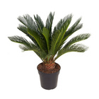 Cycas revoluta - cycas japonais - palmier de la paix - pot 27cm