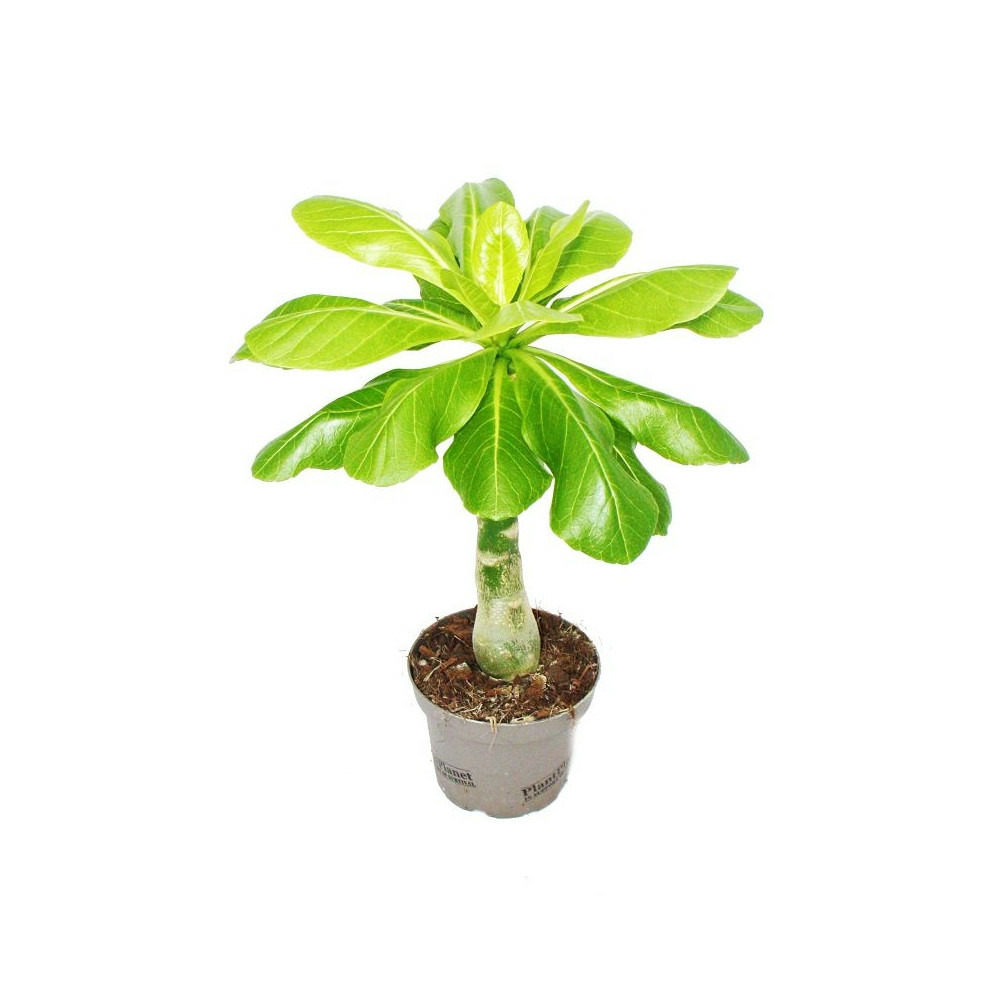 Palmier d'hawaï brighamia insignis
