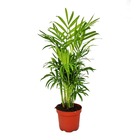 Chamaedorea elegans - palmier d'intérieur - palmier de montagne 9cm pot