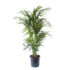 Palmier kentia - howea forsteriana - environ 130cm de haut - dans la jardinière "brussels" - sans jardinière