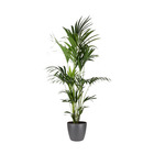 Palmier kentia - howea forsteriana - xxl - environ 165cm de haut - dans le pot "brussels" - anthracite/gris