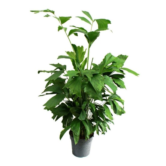 Caryota mitis - palmier à queue de poisson - environ 120 cm de haut - palmier solitaire