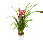 Cymbidium orchidee - kahnorchidee - l'orchidée pour chambres froides rouge