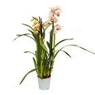 Cymbidium orchidee - kahnorchidee - l'orchidée pour chambres froides crème