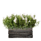 Campanula addenda ambella - campanule blanche - bol en bois avec 2 plantes de jardin - pot 12cm - vivace - rustique