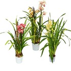 Cymbidium orchidee - kahnorchidee - l'orchidée pour chambres froides
