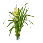 Cymbidium orchidee - kahnorchidee - l'orchidée pour chambres froides jaune