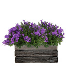 Campanula addenda ambella - campanule violet intense - bol en bois avec 2 plantes de jardin - pot de 12cm - vivace - rustique