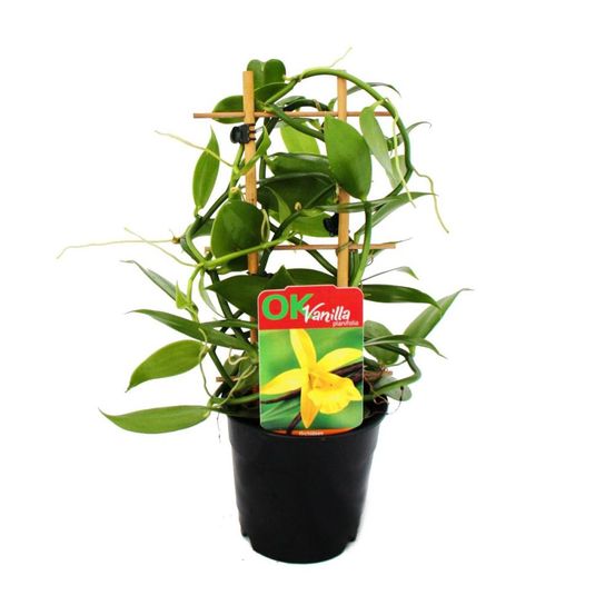 Véritable vanillier sur treillis, vanilla planifolia - orchidée grimpante en pot de 11cm