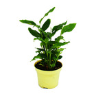 Exotenherz - plante arôme cannelle - elettaria cardamomum - cardamome parfum cannelle - plante d'intérieur en pot de 12 cm
