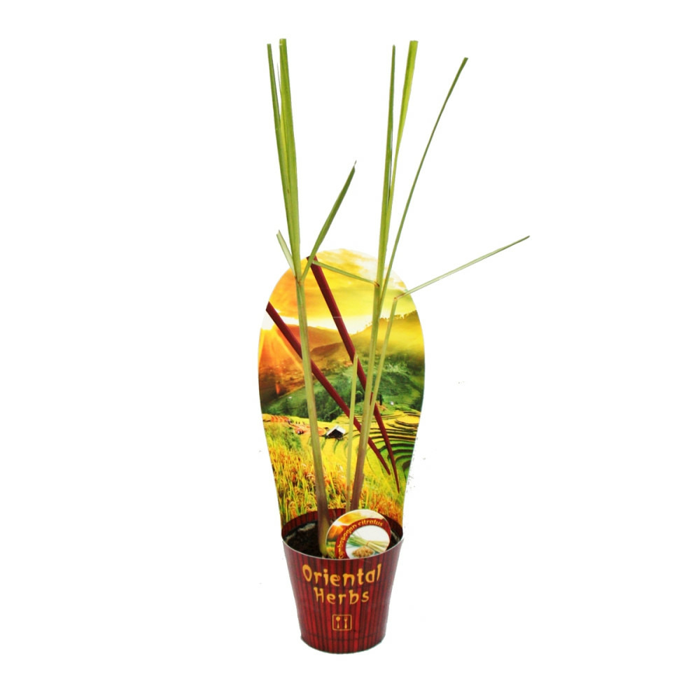 Citronnelle, cymbopogon citratus, 12cm pot