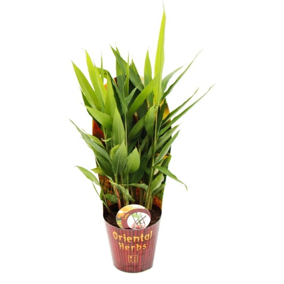 Gingembre thaïlandais, galanga alpina 12cm