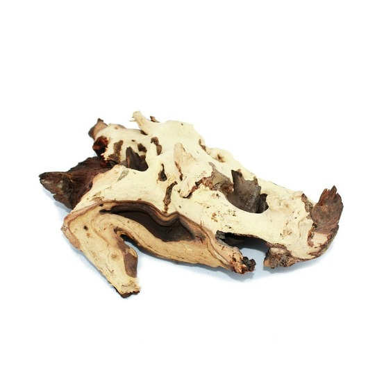 Racine de mopanie taille l 23-29 cm