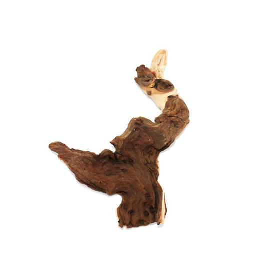 Racine de mopanie taille m 18-22 cm