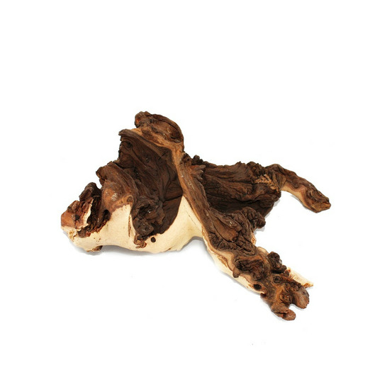 Racine de mopanie taille xl 30-35 cm