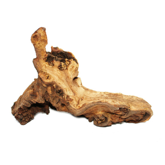 Racine de mopanie taille s 12-18 cm