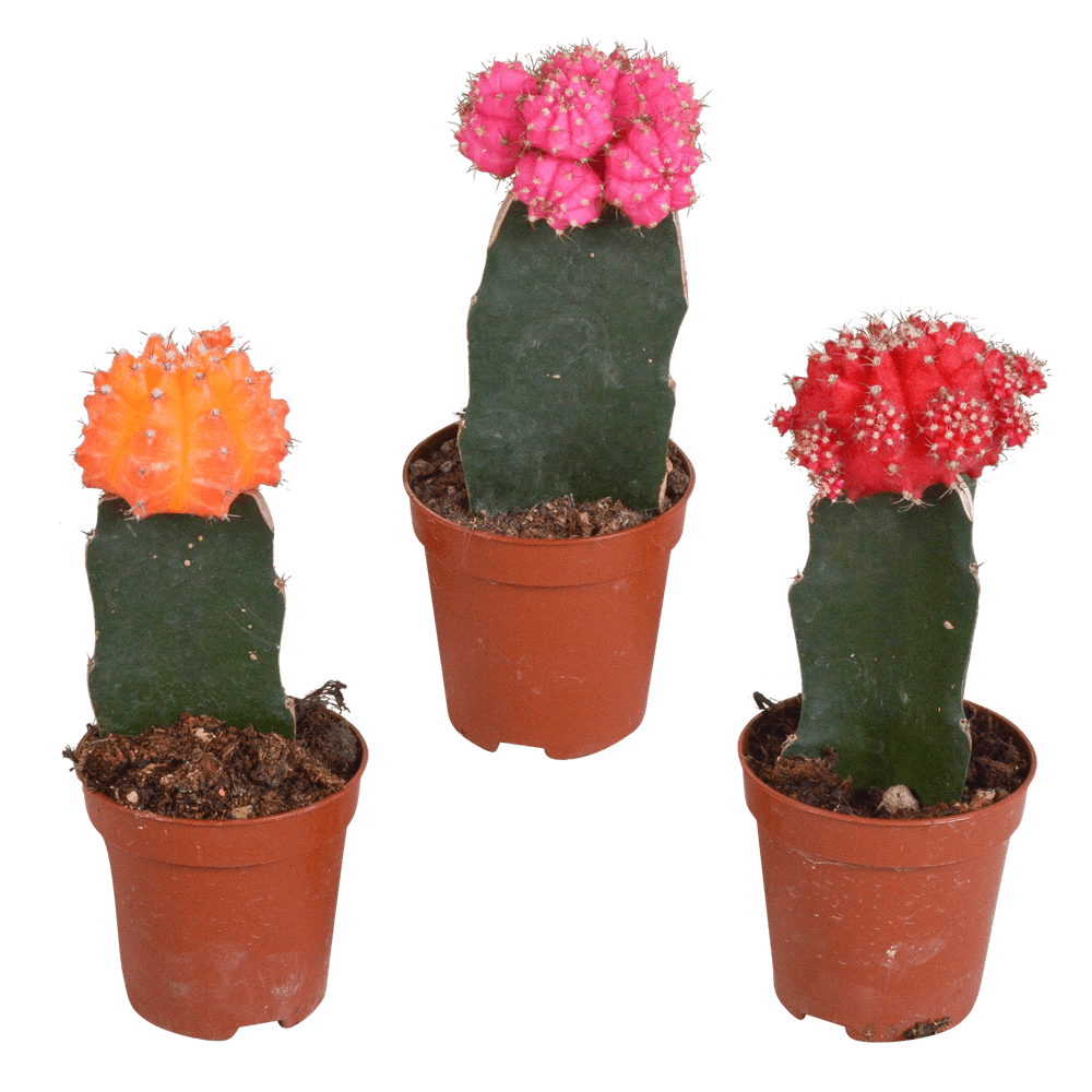 Trio de gymnocalycium - plantes d'intérieur