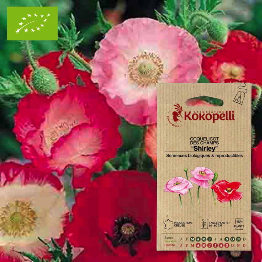 Graines bio à semer - coquelicot shirley