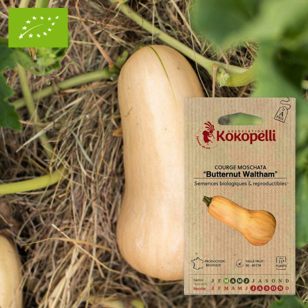 Graines bio à semer - courge moschata butternut waltham