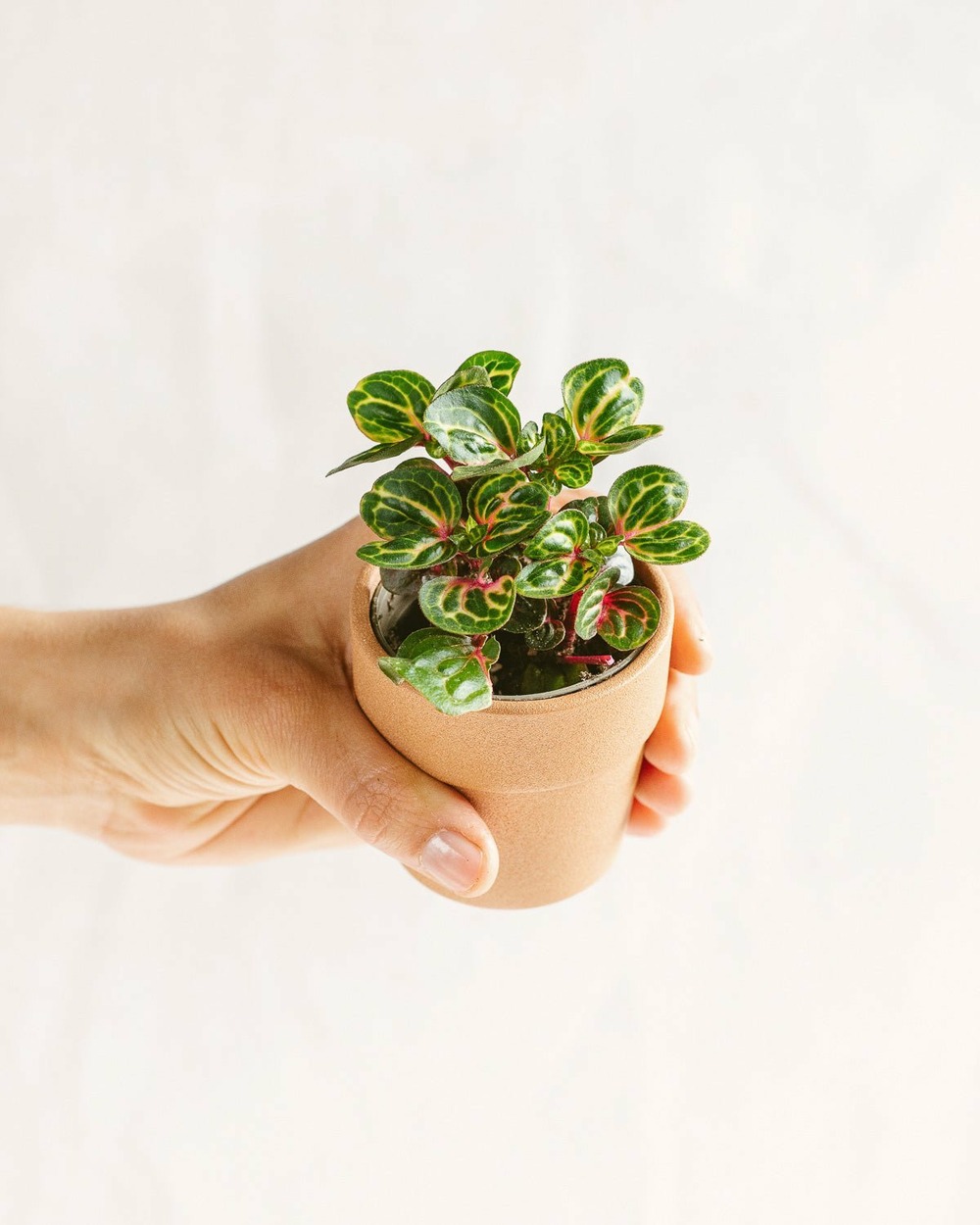 Mini irésine 12cm - plante d'intérieur
