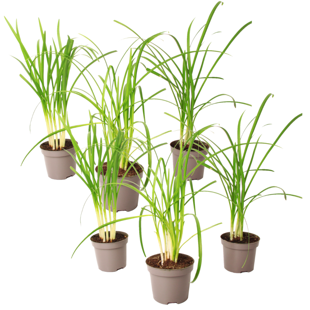 Tulbaghie - set de 6 - tulbaghia violacea - hauteur 15-25cm - ⌀9cm