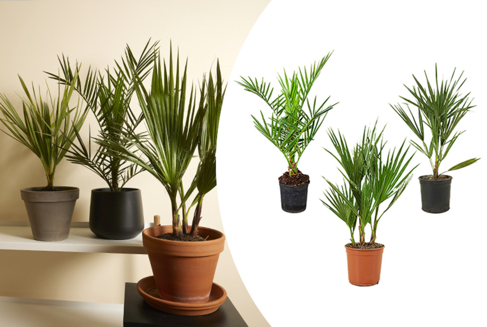 Lot de 3 - mélange de palmiers rustiques - washingtonia, phoenix, chamaerops - 40-50 cm de haut