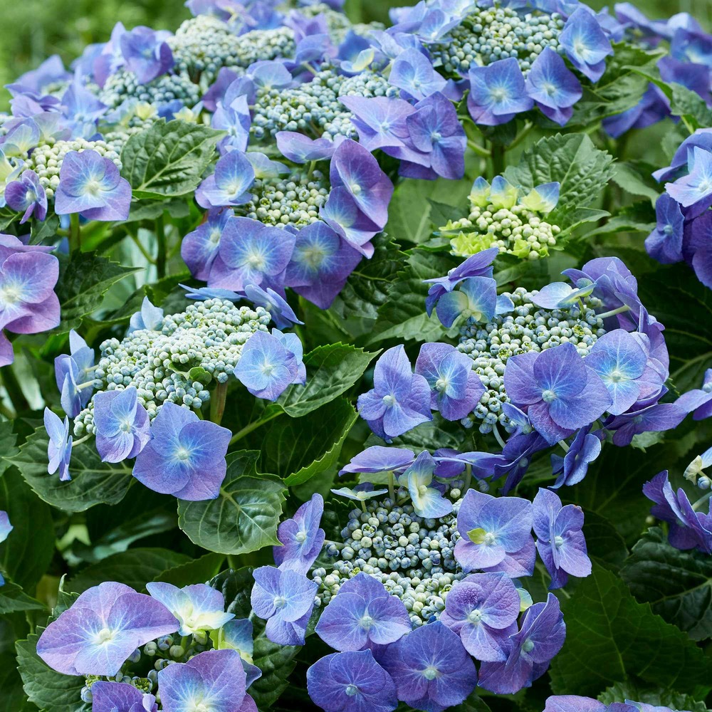 Hortensia teller blue - le pot / 1.5l / 3-5 branches / hauteur livrée 15-20cm